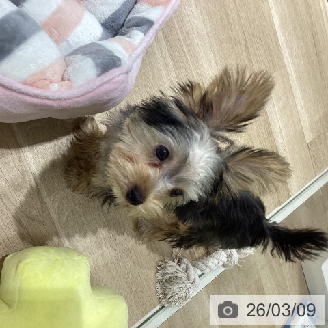 ヨークシャー・テリアの写真