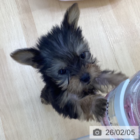 埼玉県のヨークシャーテリア (ペットプラス 羽生店/2025年12月4日生まれ/女の子/スチールブルータン)の子犬の3枚目の画像