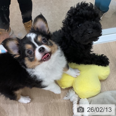 トイ・プードルの写真