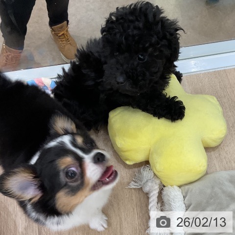 トイ・プードルの写真