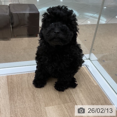 トイ・プードルの写真