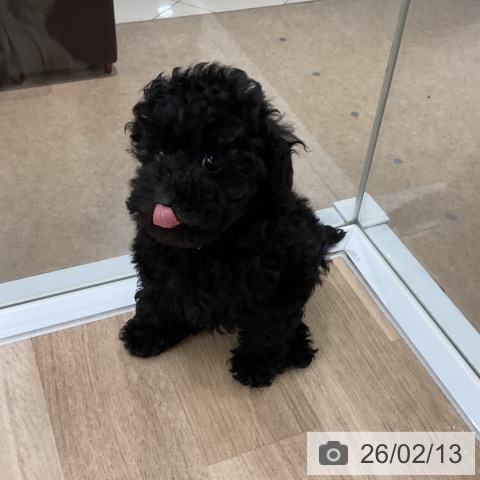 トイ・プードルの写真