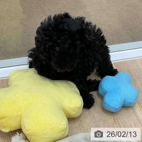 トイ・プードルの写真