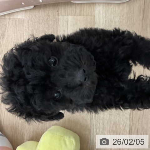 福岡県のトイプードル(トイ) (ペットプラス 八幡東店/2025年12月3日生まれ/男の子/ブラック)の子犬の4枚目の画像