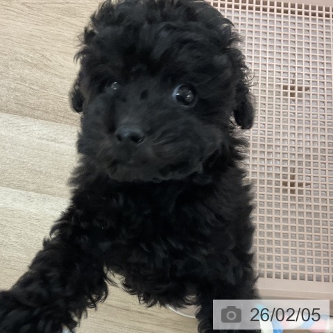 福岡県のトイプードル(トイ) (ペットプラス 八幡東店/2025年12月3日生まれ/男の子/ブラック)の子犬の3枚目の画像