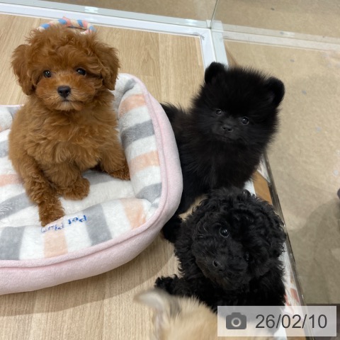 福岡県のトイプードル(トイ) (ペットプラス 八幡東店/2025年12月3日生まれ/男の子/ブラック)の子犬の4枚目の画像