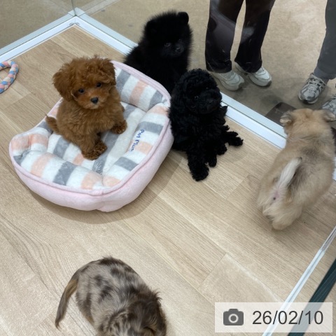 福岡県のトイプードル(トイ) (ペットプラス 八幡東店/2025年12月3日生まれ/男の子/ブラック)の子犬の3枚目の画像