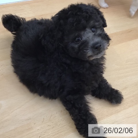 熊本県のトイプードル(トイ) (ペットプラス 熊本店/2025年12月3日生まれ/男の子/シルバー)の子犬の3枚目の画像