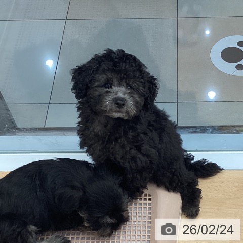 福岡県のトイプードル(トイ) (ペットプラス 春日店/2025年12月3日生まれ/男の子/シルバー)の子犬の4枚目の画像