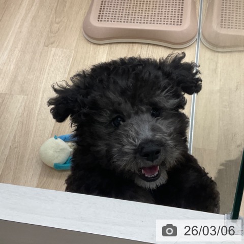 福岡県のトイプードル(トイ) (ペットプラス 春日店/2025年12月3日生まれ/男の子/シルバー)の子犬の3枚目の画像