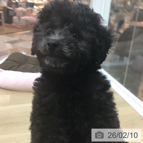 宮崎県のトイプードル(トイ) (ペットプラス 宮崎店/2025年12月3日生まれ/男の子/シルバー)の子犬の3枚目の画像
