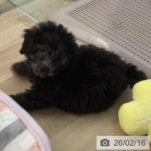 宮崎県のトイプードル(トイ) (ペットプラス 宮崎店/2025年12月3日生まれ/男の子/シルバー)の子犬の4枚目の画像