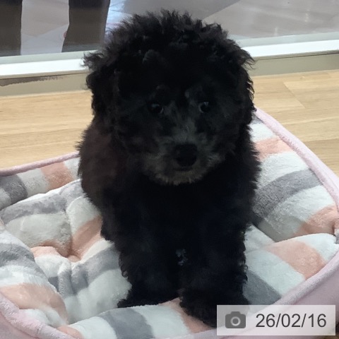 宮崎県のトイプードル(トイ) (ペットプラス 宮崎店/2025年12月3日生まれ/男の子/シルバー)の子犬の3枚目の画像