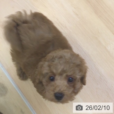 福岡県のトイプードル(トイ) (ペットプラス 福岡店/2025年12月6日生まれ/男の子/レッド)の子犬の4枚目の画像