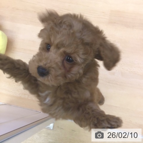 福岡県のトイプードル(トイ) (ペットプラス 福岡店/2025年12月6日生まれ/男の子/レッド)の子犬の3枚目の画像