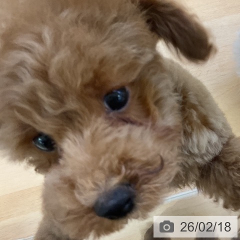 福岡県のトイプードル(トイ) (ペットプラス 香椎浜店/2025年12月6日生まれ/男の子/レッド)の子犬の4枚目の画像