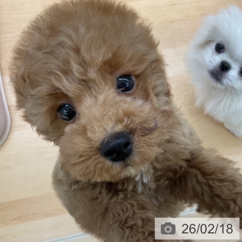 福岡県のトイプードル(トイ) (ペットプラス 香椎浜店/2025年12月6日生まれ/男の子/レッド)の子犬の3枚目の画像