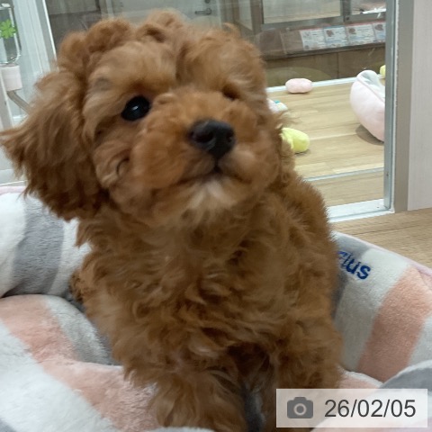 福岡県のトイプードル(トイ) (ペットプラス 八幡東店/2025年12月6日生まれ/男の子/レッド)の子犬の4枚目の画像
