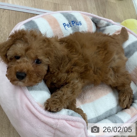 福岡県のトイプードル(トイ) (ペットプラス 八幡東店/2025年12月6日生まれ/男の子/レッド)の子犬の3枚目の画像