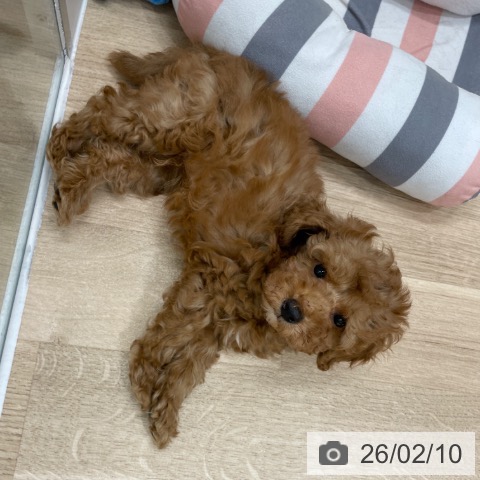 福岡県のトイプードル(トイ) (ペットプラス 八幡東店/2025年12月6日生まれ/男の子/レッド)の子犬の4枚目の画像