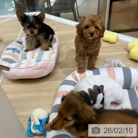 福岡県のトイプードル(トイ) (ペットプラス 八幡東店/2025年12月6日生まれ/男の子/レッド)の子犬の3枚目の画像