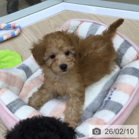 沖縄県のトイプードル(トイ) (ペットプラス 沖縄ライカム店/2025年12月6日生まれ/男の子/アプリコット)の子犬の4枚目の画像