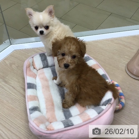 沖縄県のトイプードル(トイ) (ペットプラス 沖縄ライカム店/2025年12月6日生まれ/男の子/アプリコット)の子犬の3枚目の画像