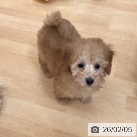 福岡県のトイプードル(トイ) (ペットプラス 福岡伊都店/2025年12月6日生まれ/女の子/アプリコット)の子犬の4枚目の画像