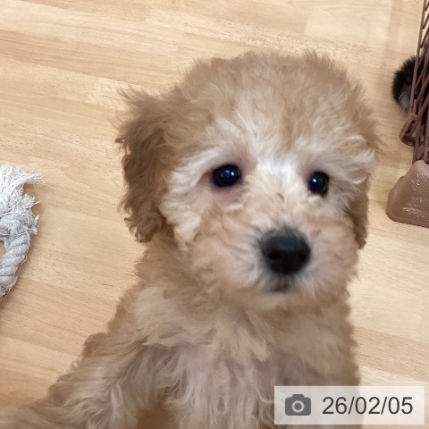 福岡県のトイプードル(トイ) (ペットプラス 福岡伊都店/2025年12月6日生まれ/女の子/アプリコット)の子犬の3枚目の画像