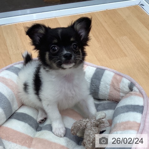 熊本県のチワワ(ロング) (ペットプラス 熊本店/2025年12月5日生まれ/男の子/ブラックタンホワイト)の子犬の3枚目の画像