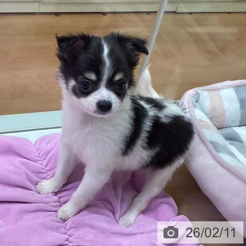 福岡県のチワワ(ロング) (ペットプラス 黒崎店/2025年12月5日生まれ/男の子/ブラックタンホワイト)の子犬の3枚目の画像