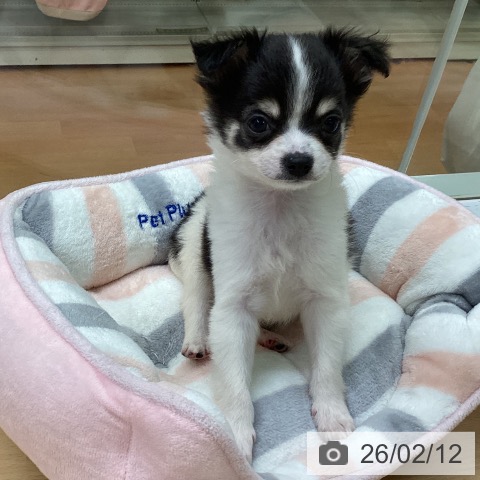 福岡県のチワワ(ロング) (ペットプラス 黒崎店/2025年12月5日生まれ/男の子/ブラックタンホワイト)の子犬の3枚目の画像