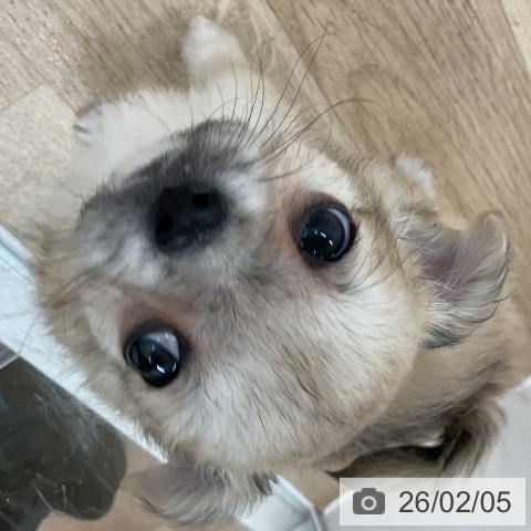 福岡県のチワワ(ロング) (ペットプラス 八幡東店/2025年12月5日生まれ/男の子/フォーン)の子犬の4枚目の画像