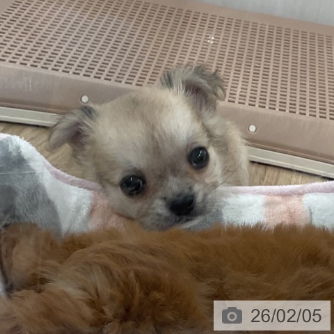 福岡県のチワワ(ロング) (ペットプラス 八幡東店/2025年12月5日生まれ/男の子/フォーン)の子犬の3枚目の画像