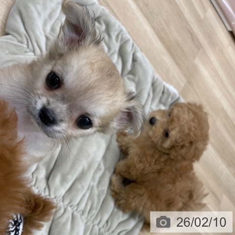 福岡県のチワワ(ロング) (ペットプラス 八幡東店/2025年12月5日生まれ/男の子/フォーン)の子犬の4枚目の画像