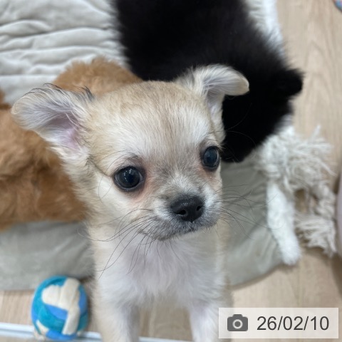 福岡県のチワワ(ロング) (ペットプラス 八幡東店/2025年12月5日生まれ/男の子/フォーン)の子犬の3枚目の画像