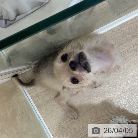 鹿児島県のチワワ(ロング) (ペットプラス 姶良店/2025年12月5日生まれ/男の子/フォーン)の子犬の4枚目の画像