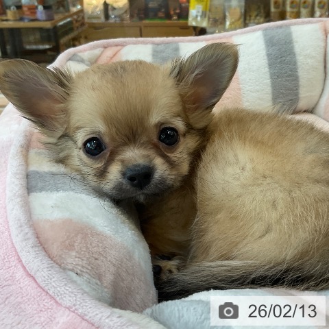 福岡県のチワワ(ロング) (ペットプラス ららぽーと福岡店/2025年12月5日生まれ/男の子/フォーン)の子犬の3枚目の画像