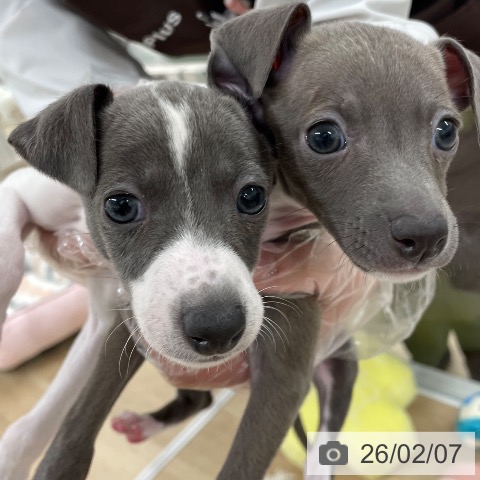 福岡県のイタリアングレーハウンド (ペットプラス 八幡東店/2025年12月6日生まれ/男の子/ホワイトブルー)の子犬の4枚目の画像