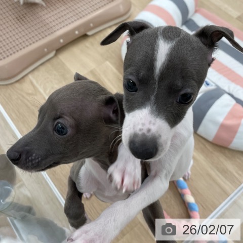 福岡県のイタリアングレーハウンド (ペットプラス 八幡東店/2025年12月6日生まれ/男の子/ホワイトブルー)の子犬の3枚目の画像