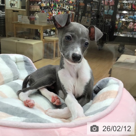 沖縄県のイタリアングレーハウンド (ペットプラス 沖縄ライカム店/2025年12月6日生まれ/男の子/ブルーホワイト)の子犬の4枚目の画像