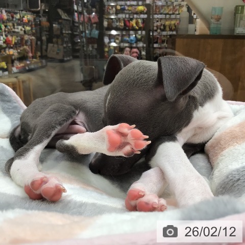 沖縄県のイタリアングレーハウンド (ペットプラス 沖縄ライカム店/2025年12月6日生まれ/男の子/ブルーホワイト)の子犬の3枚目の画像