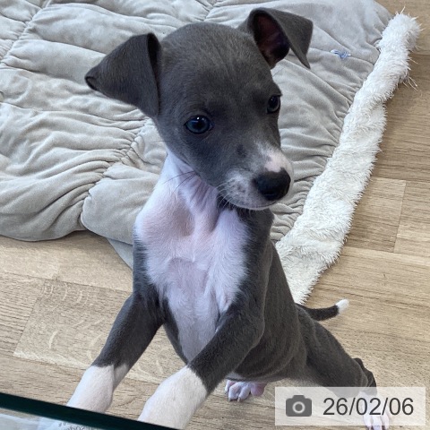福岡県のイタリアングレーハウンド (ペットプラス ららぽーと福岡店/2025年12月6日生まれ/男の子/ブルーホワイト)の子犬の4枚目の画像