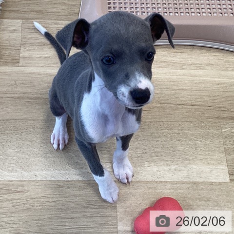 福岡県のイタリアングレーハウンド (ペットプラス ららぽーと福岡店/2025年12月6日生まれ/男の子/ブルーホワイト)の子犬の3枚目の画像