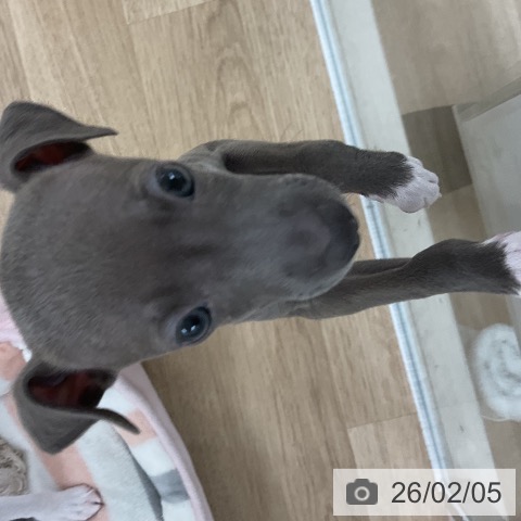 福岡県のイタリアングレーハウンド (ペットプラス 八幡東店/2025年12月6日生まれ/女の子/ブルーホワイト)の子犬の4枚目の画像