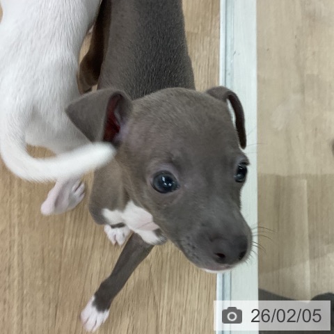 福岡県のイタリアングレーハウンド (ペットプラス 八幡東店/2025年12月6日生まれ/女の子/ブルーホワイト)の子犬の3枚目の画像