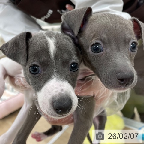 福岡県のイタリアングレーハウンド (ペットプラス 八幡東店/2025年12月6日生まれ/女の子/ブルーホワイト)の子犬の4枚目の画像
