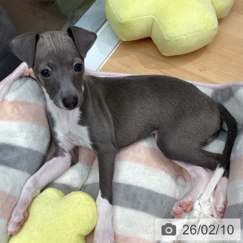 熊本県のイタリアングレーハウンド (ペットプラス 熊本店/2025年12月6日生まれ/女の子/ブルーホワイト)の子犬の4枚目の画像