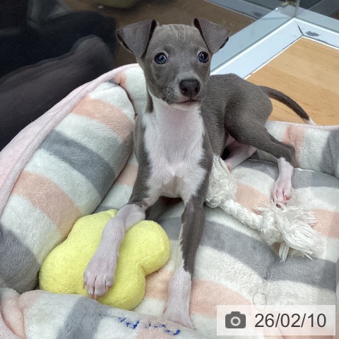 熊本県のイタリアングレーハウンド (ペットプラス 熊本店/2025年12月6日生まれ/女の子/ブルーホワイト)の子犬の3枚目の画像