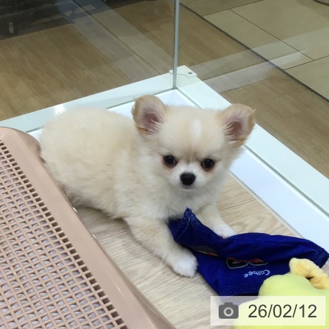 沖縄県のチワワ(ロング) (ペットプラス 沖縄ライカム店/2025年12月4日生まれ/女の子/クリームホワイト)の子犬の3枚目の画像